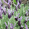 Lavandula stoaechas - Marshwood - French Lavender