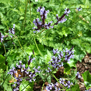 Lavandula canariensis (Lavender)