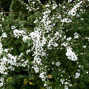 Leptospermum scoparium - 'Alfred Coates' (Tea Tree, Leptospermum)