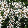 Leptospermum flavescens - Tea Tree, Manuka, Leptospermum