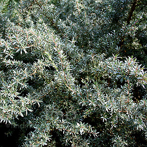 Leptospermum myrtifolium - 'Silver Sheen' (Tea Tree, Leptospermum)