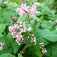 Leucojum aestivum