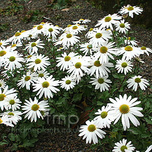 Leucanthemopsis alpina (Leucanthemopsis)