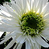 Leucanthemum X superbum - Aglaia - Shasta Daisy