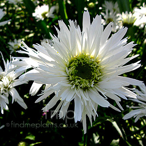 Leucanthemum X superbum - 'Aglaia' (Shasta Daisy)
