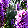 Liatris spicata - Kobold - Gayfeather, Blazing Star