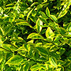 Ligustrum ovalifolium - Varigatum - Oval Leaved Privet