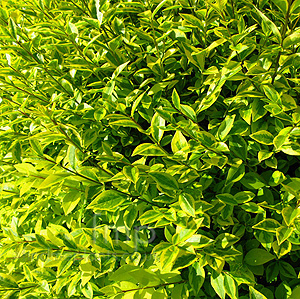 Ligustrum ovalifolium - 'Varigatum' (Oval Leaved Privet)