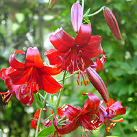 Lilium - 'Red Velvet'