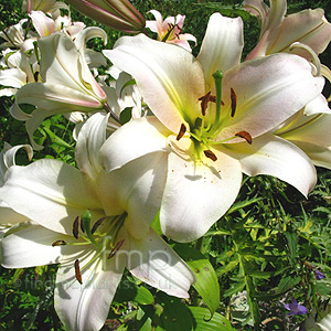Lilium regale