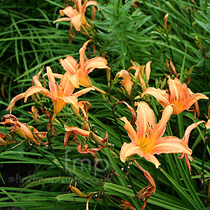 Lilium - 'Sun Ray' (Lily)