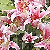 Lilium - Stargazer - Lily