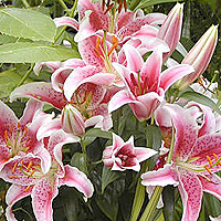 Lilium - 'Stargazer' (Lily)