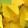 Liriodendron tulipifera - Tulip Tree