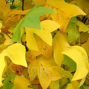 Liriodendron tulipifera (Tulip Tree)