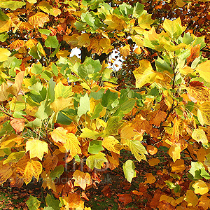 Liriodendron tulipifera - 'Fastigiatum'