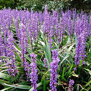 Liriope platyphyllus (Lily Turf)
