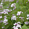 Lunaria rediviva - Honesty, Luaria