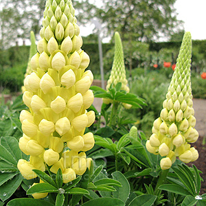 Lupinus - 'Desert Sun'