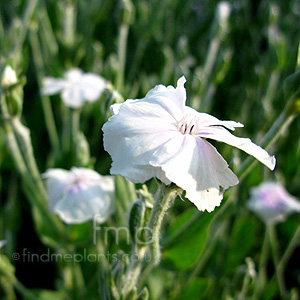 Lychnis coronaria - 'Alba'