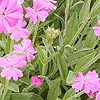 Lychnis flos-jovis - Jobs flower