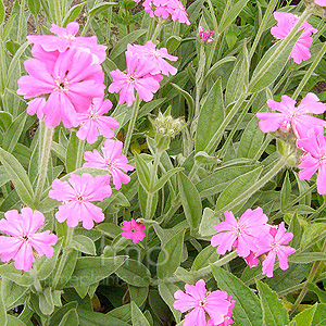 Lychnis flos-jovis (Jobs Flower)