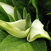 Lysichiton americanus - camschatcensis - Bog Arum, Skunk cabbage