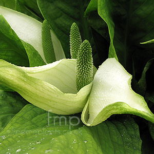 Lysichiton americanus - camschatcensis (Bog Arum, Skunk Cabbage)