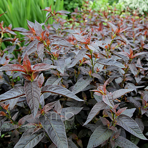 Lysimachia ciliata - 'Firecracker'