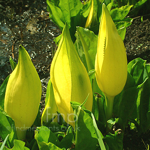 Lysichiton americanus (Skunk Cabbage, Lysichiton)