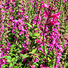 Click to view large image