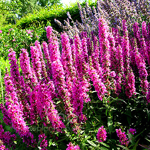 Lythrum salicaria - 'Feuerkerze'