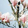 Magnolia x soulangeana - Lily Tree