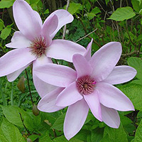 Magnolia - 'Apollo' (Magnolia)