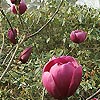 Magnolia - Black Tulip - Magnolia