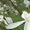 Magnolia kewensis - Magnolia