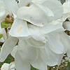 Magnolia kobus - Magnolia