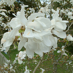 Magnolia kobus (Magnolia)