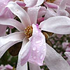 Magnolia x loebneri - Leonard Messel - Lily Tree