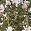 Magnolia stellata - Jane Platt - Magnolia