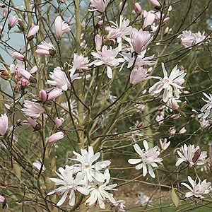 Magnolia stellata - 'Jane Platt' (Magnolia)