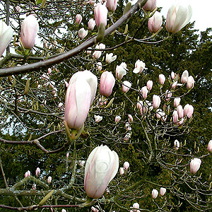 Magnolia X Veitchii (Magnolia)