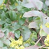 Mahonia repens - Rotundifolia