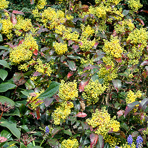 Mahonia aquifolium - 'Apollo' (Mahonia)
