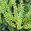 Mahonia x media - Winter Sun - Mahonia