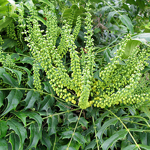 Mahonia x media - 'Winter Sun' (Mahonia)