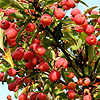 Malus - Adirondack - Crab Apple