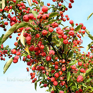 Malus - 'Adirondack' (Crab Apple)