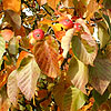 Malus tschonoskii - Pillar Apple, Malus