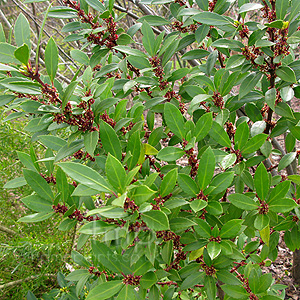 Maytenus masellanica (Magelllans Mayten, Maytenus)